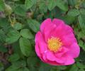 Rosa gallica